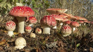 8685-8710 Amanita Muscaria Reduced for CR.jpg