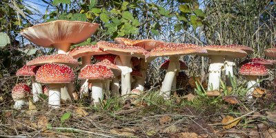 8715-8720 Amanita Muscaria Reduced for CR.jpg