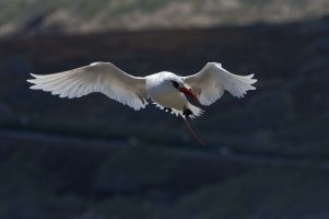 DSC_1110_DxO.jpg DSC_1110_DxO.jpg