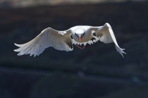 DSC_1117_DxO.jpg DSC_1117_DxO.jpg