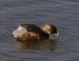 309A2819-DxO_juvenile_little_grebe_tossing_fish.jpg