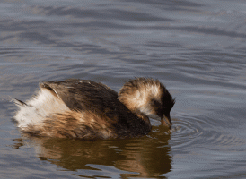 Juvenile_Little_Grebe_tossing_fish_5.gif