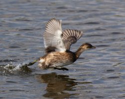 309A2882-DxO_juvenile_little_grebe_taking_off-ls-sm.jpg