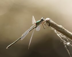 309A2998-DxO_female_willow_emerald_damselfly-lssm.jpg