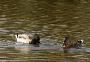 Mallard_Duck_Courting.gif