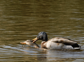 Mallards_Mating.gif