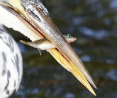 3Q7A1849-DxO_heron+fish.jpg