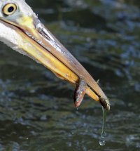 3Q7A1802-DxO_Heron+2fish+drops-hl.jpg