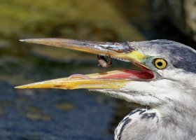 3Q7A1912-DxO_heron+fish_in_mouth_local1.jpg