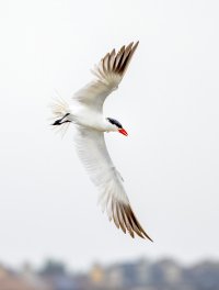 Cal Birds--10.jpg
