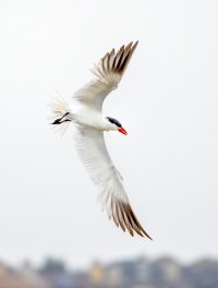 Cal Birds--10.jpg Cal Birds--10.jpg