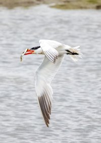 Cal Birds--11.jpg Cal Birds--11.jpg