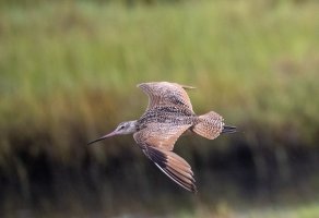 Cal Birds-6654.jpg Cal Birds-6654.jpg