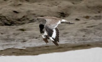 Cal Birds--2.jpg Cal Birds--2.jpg