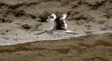 Cal Birds-.jpg Cal Birds-.jpg