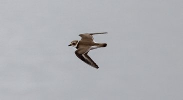 Cal Birds--8.jpg Cal Birds--8.jpg