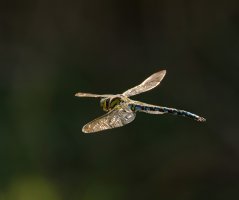 309A3574-DxO_southern_hawker_dragonfly_flying-lssm.jpg