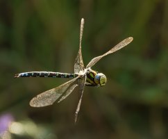 309A3648-DxO_southern_hawker_dragonfly_flying-lsm.jpg