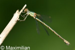 willow_emerald_01.JPG