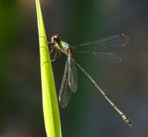 309A3212-DxO_willow_emerald_damselfly.jpg