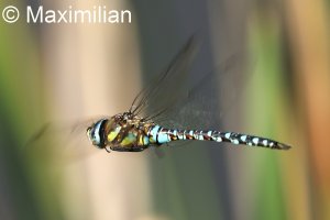 migrant_hawker_DIF01.JPG