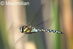 migrant_hawker_DIF02.JPG