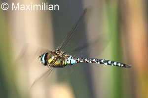 migrant_hawker_DIF02.JPG