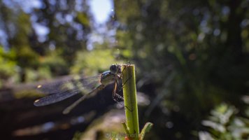 laowa 15mm f8.jpg