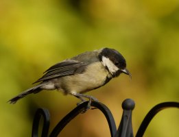 309A3831-DxO_great_tit_malformed_beak_Ls-2.jpg