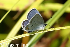 short_tailed_blue_01.JPG