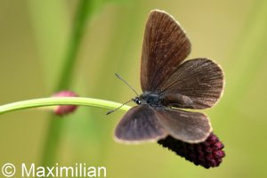 dusky_large_blue_03.JPG