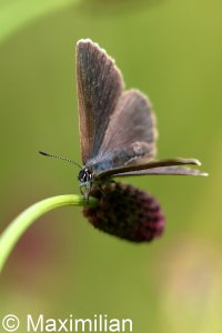 dusky_large_blue_04.JPG