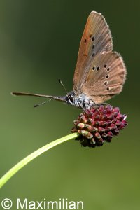 dusky_large_blue_07.JPG