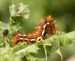 309A3929-DxO_knot_grass_moth_caterpillar.jpg