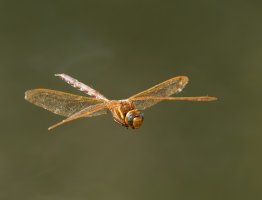 309A4020-DxO_male_brown_hawker_dragonfly_flying-ls-sm.jpg