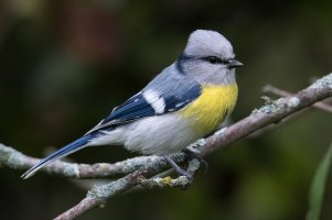 Azure Tit (yellow-breasted-adult fall) 100.jpg