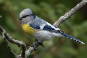 Azure Tit (yellow-breasted-adult fall) 101.jpg