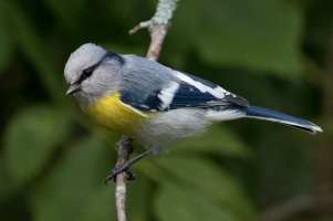 Azure Tit (yellow-breasted-adult fall) 102.jpg