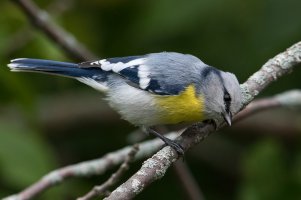 Azure Tit (yellow-breasted-adult fall) 104.jpg