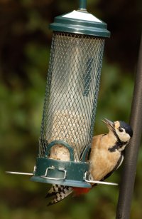 309A4265-DxO_Great_spotted_woodpecker_on_feeder_LS2.jpg