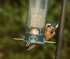 Great_Spotted_woodpecker.gif
