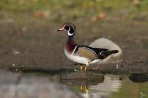Wood Duck.jpg
