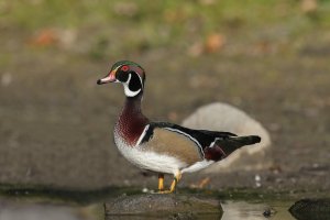 AA311769-1-1 copie.jpg