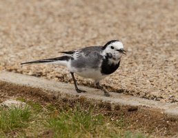309A4426-DxO_Pied_wagtail_LR.jpg