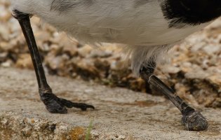 309A4426-DxO_Pied_wagtail-malformed_feet_ls-sm.jpg