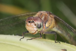 20210910 1441 07 Nederland Amersfoort - Canon EOS R5 - RF100mm F2.8 L MACRO IS USM at 100 mm ...jpeg