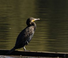 309A5144-DxO_1000mm_cormorant_LS-1.jpg