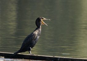 309A5153-DxO_500mm_cormorant_gawping.jpg