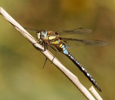 Migrant_Hawker_Dragonfly_S&B_grey_best.jpg