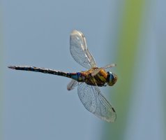 309A5178-DxO_Migrant_hawker_dragonfly_flying-ls-sm.jpeg